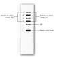Lutron GRX-8IT-WH Grafik Eye 3000 8-Scene Remote Controls